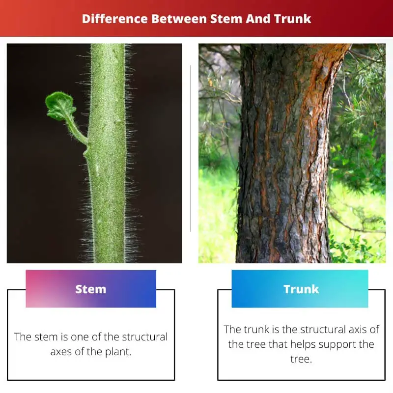 Difference Between Stem And Trunk