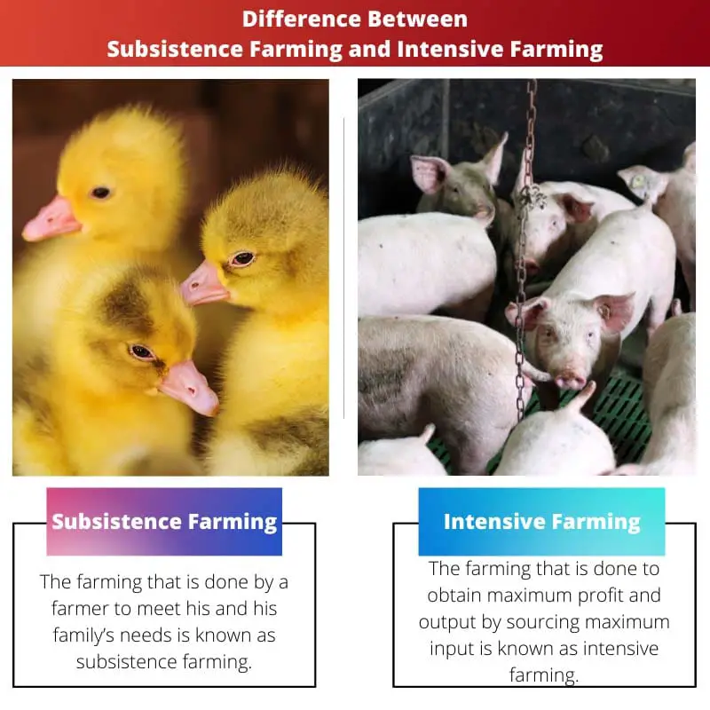 Difference Between Subsistence Farming and Intensive Farming
