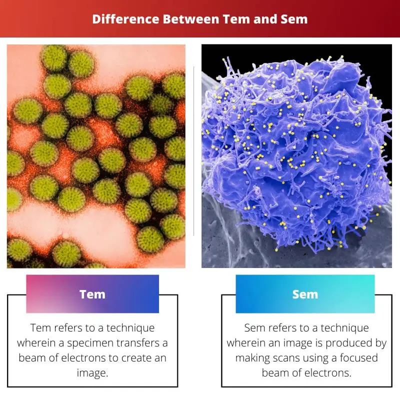 Difference Between Tem and Sem