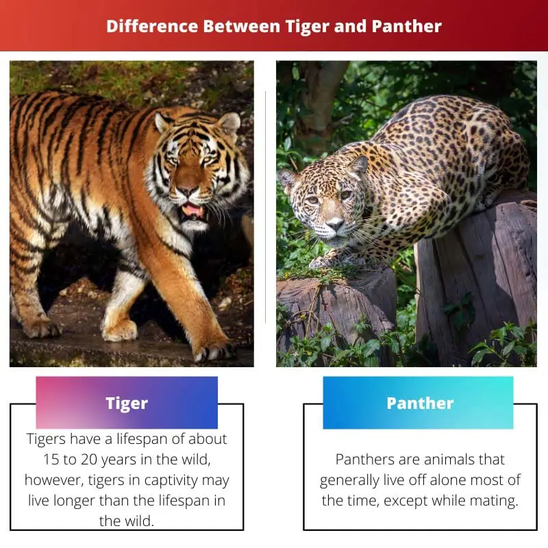 Difference Between Tiger and Panther