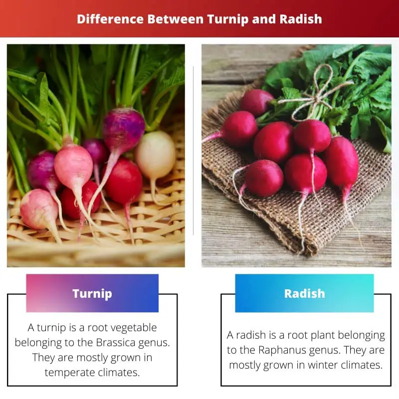 Difference Between Turnip and Radish
