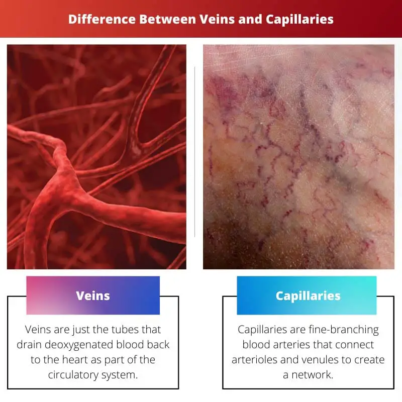 Difference Between Veins and Capillaries