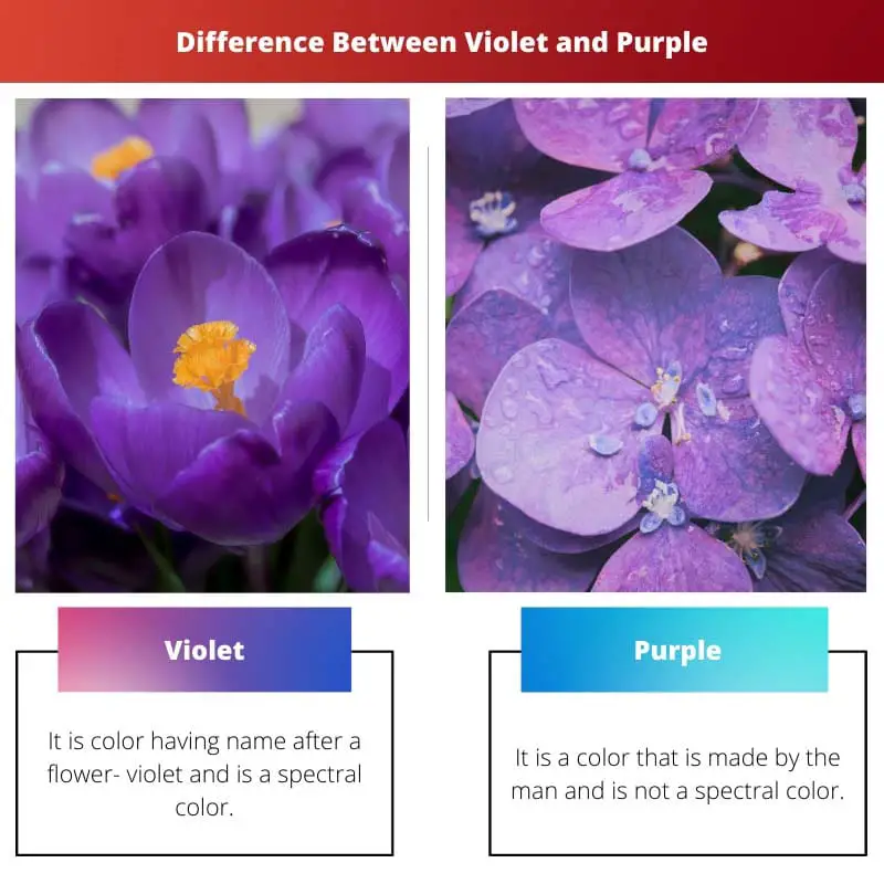Difference Between Violet and Purple