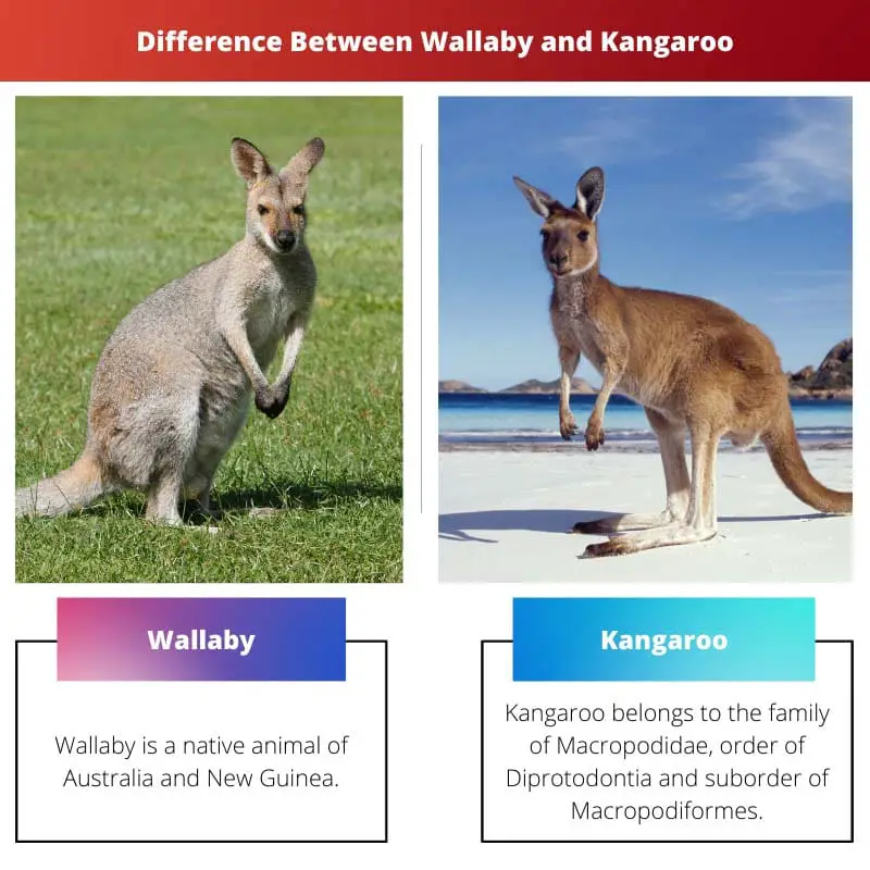 Difference Between Wallaby and Kangaroo
