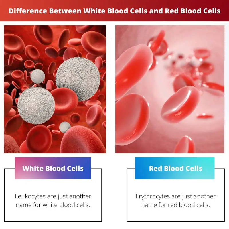 Difference Between White Blood Cells and Red Blood Cells