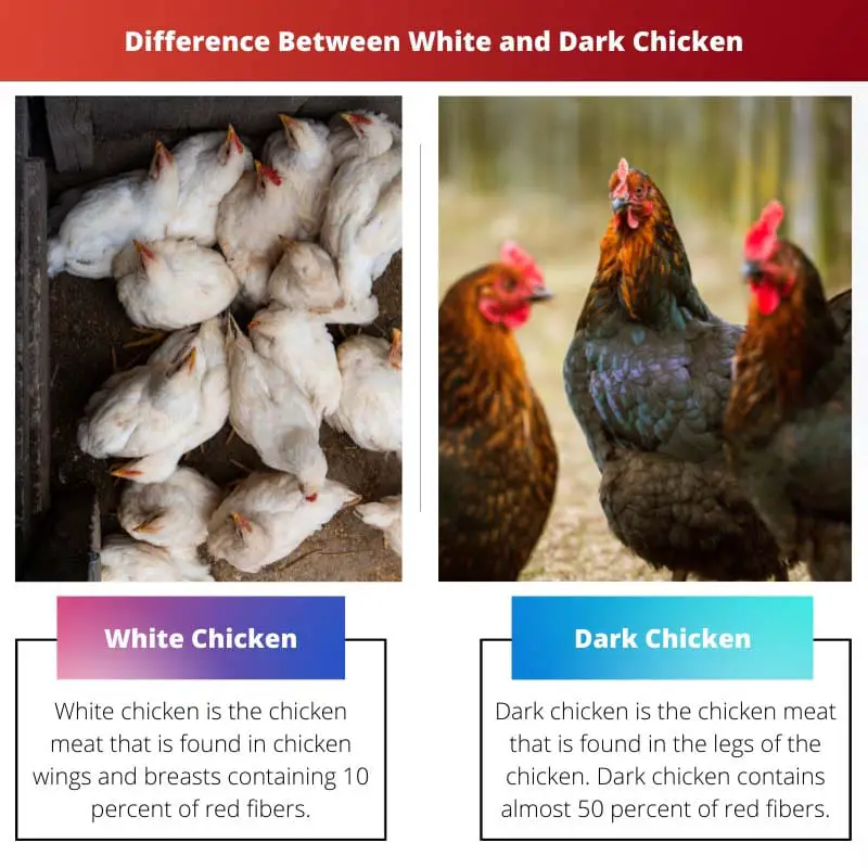 Difference Between White and Dark Chicken