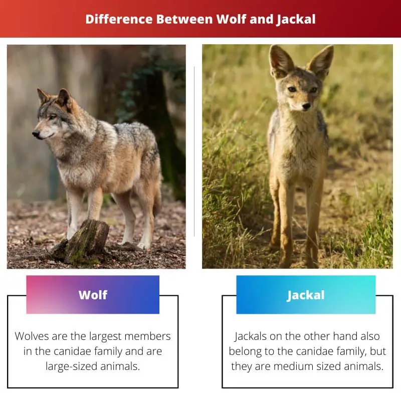 Difference Between Wolf and Jackal