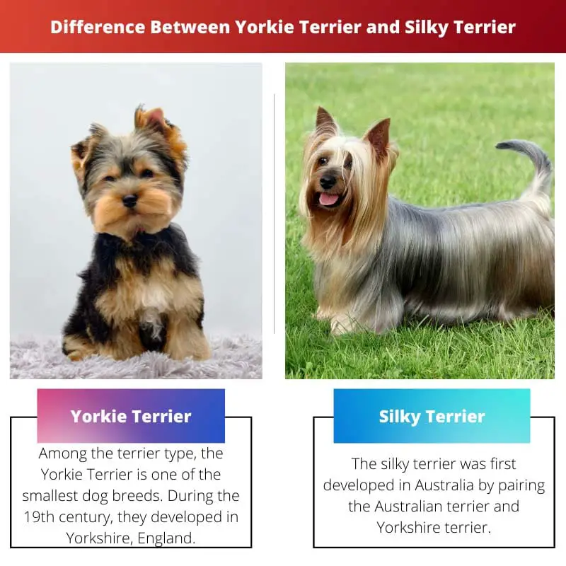 Difference Between Yorkie Terrier and Silky Terrier