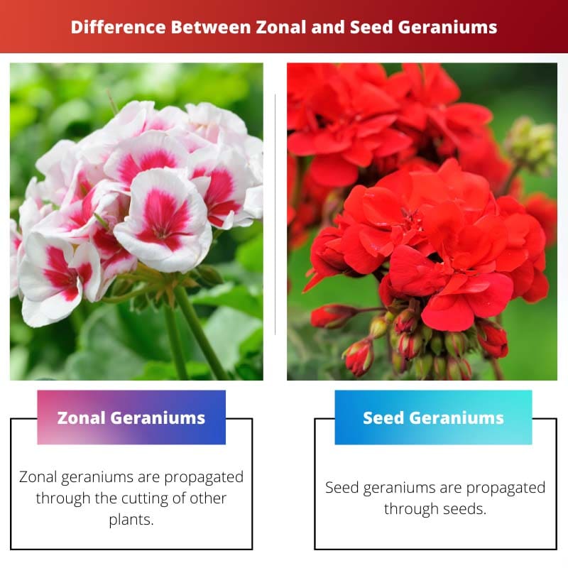 Difference Between Zonal and Seed Geraniums