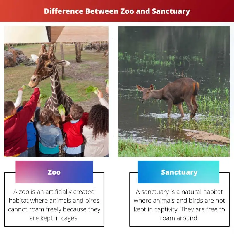 Difference Between Zoo and Sanctuary