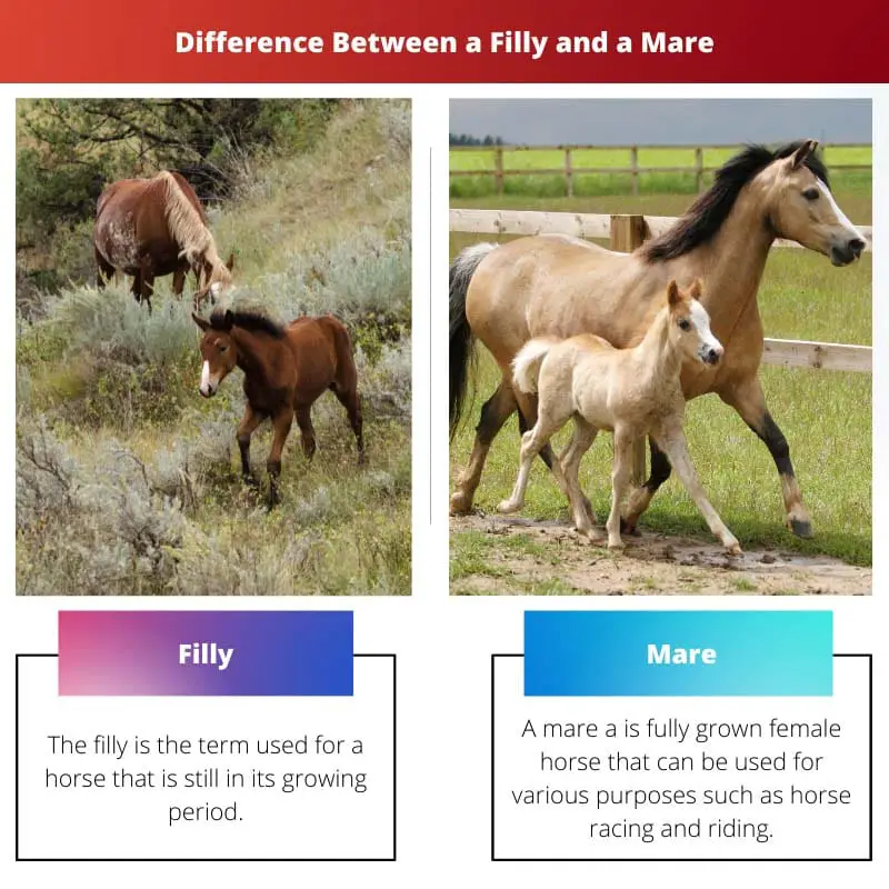 Difference Between a Filly and a Mare