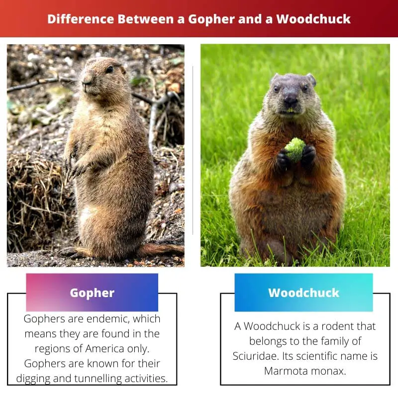 Difference Between a Gopher and a Woodchuck