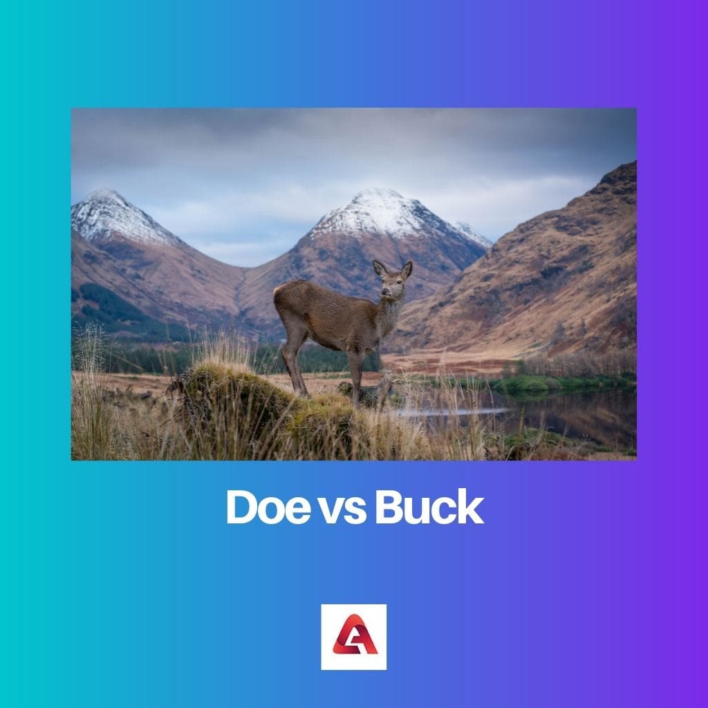 Doe vs Buck