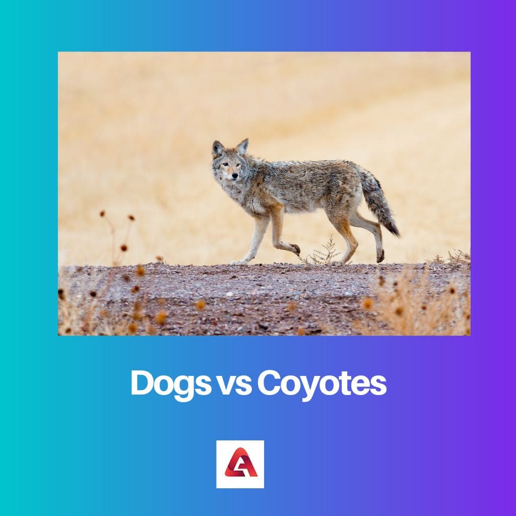 Dogs vs Coyotes