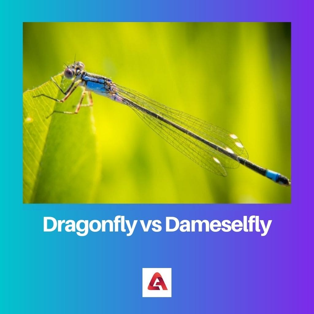 Dragonfly vs Dameselfly