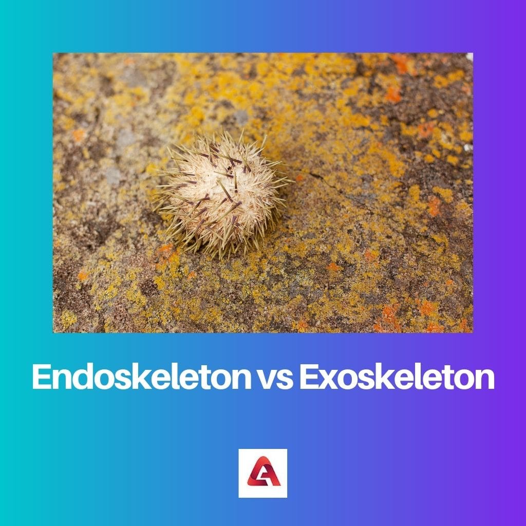 Endoskeleton vs