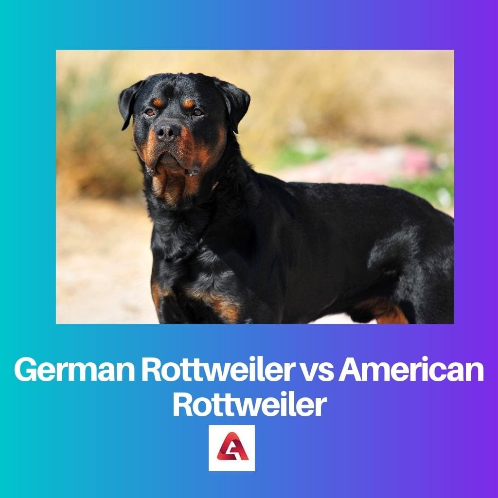 German Rottweiler vs American Rottweiler