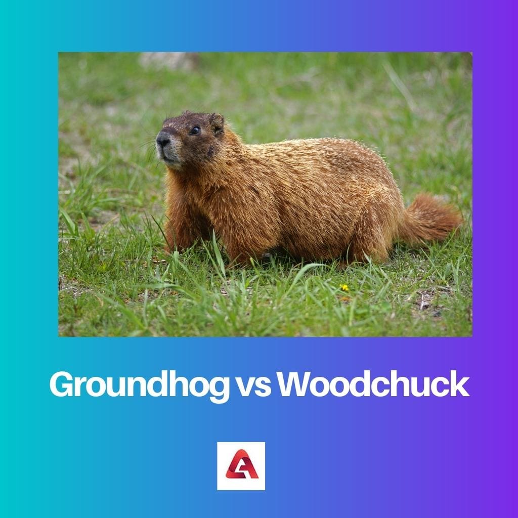 Groundhog vs Woodchuck