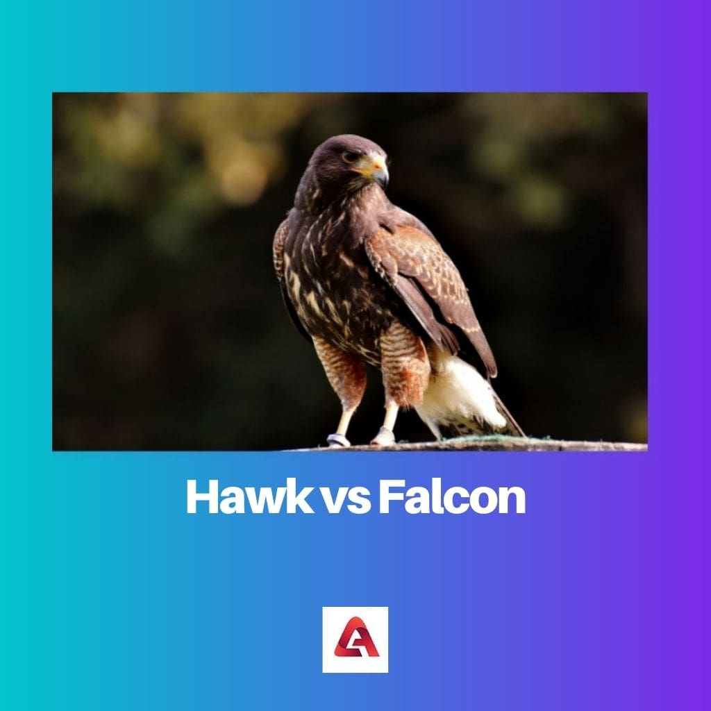 Hawk vs Falcon