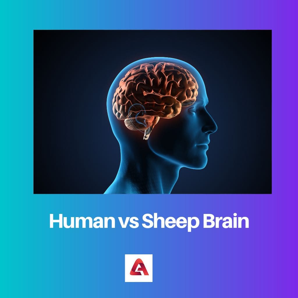 Human vs Sheep Brain