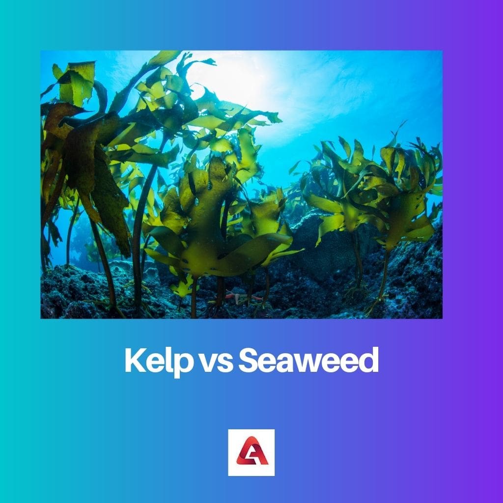 Kelp vs Seaweed