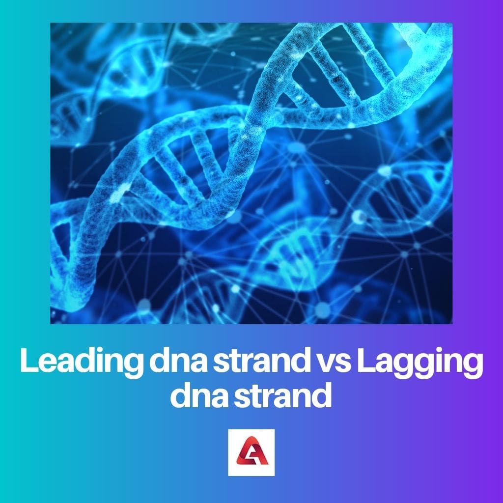 Leading dna strand vs Lagging dna strand