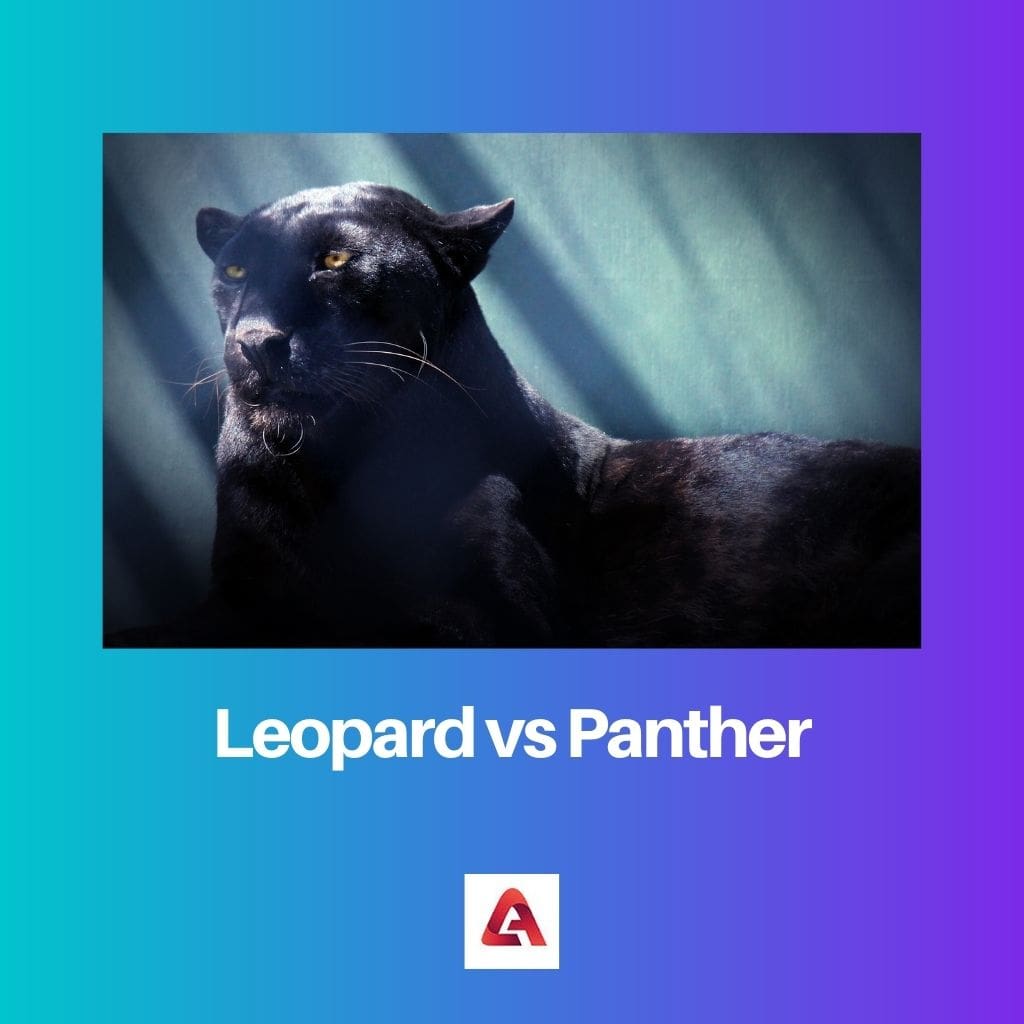 Leopard vs Panther