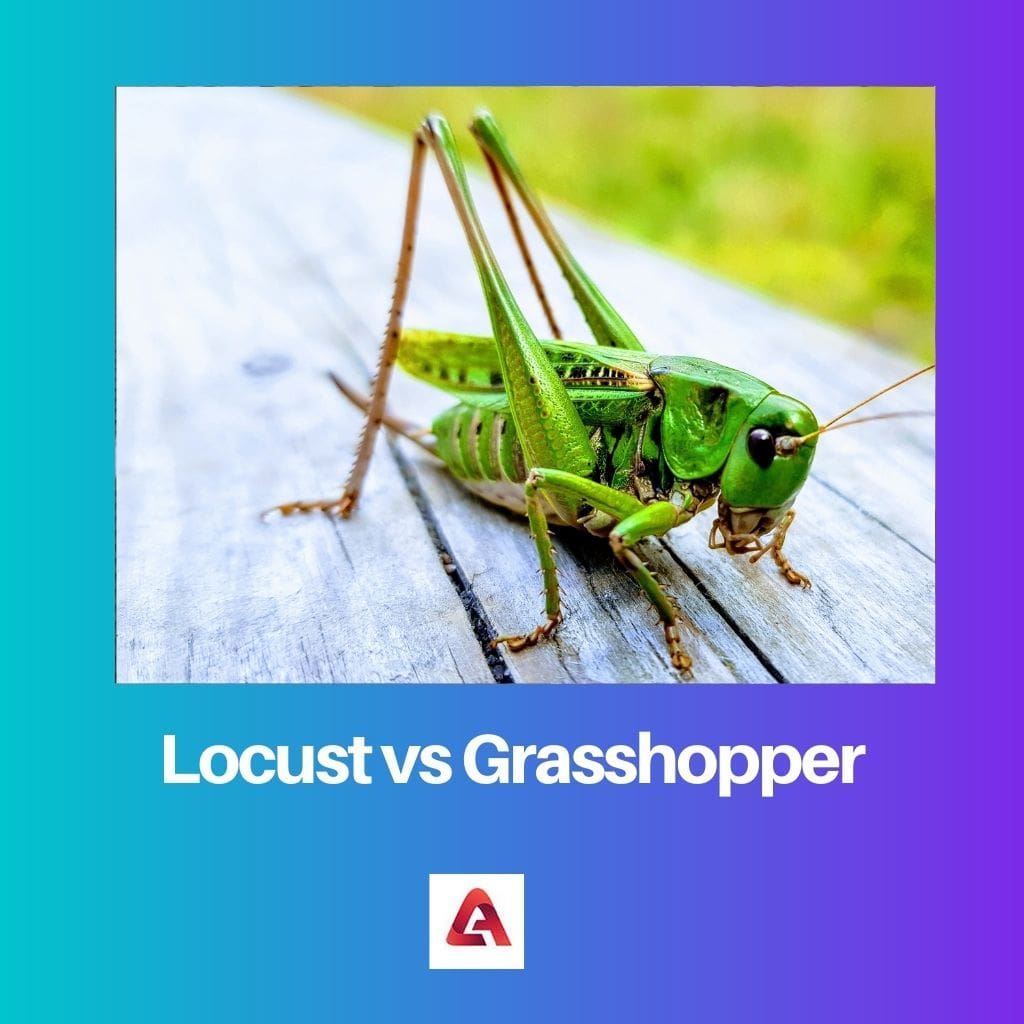 Locust vs Grasshopper