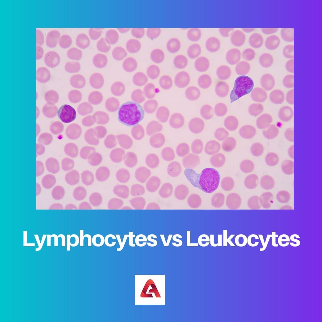Lymphocytes vs Leukocytes