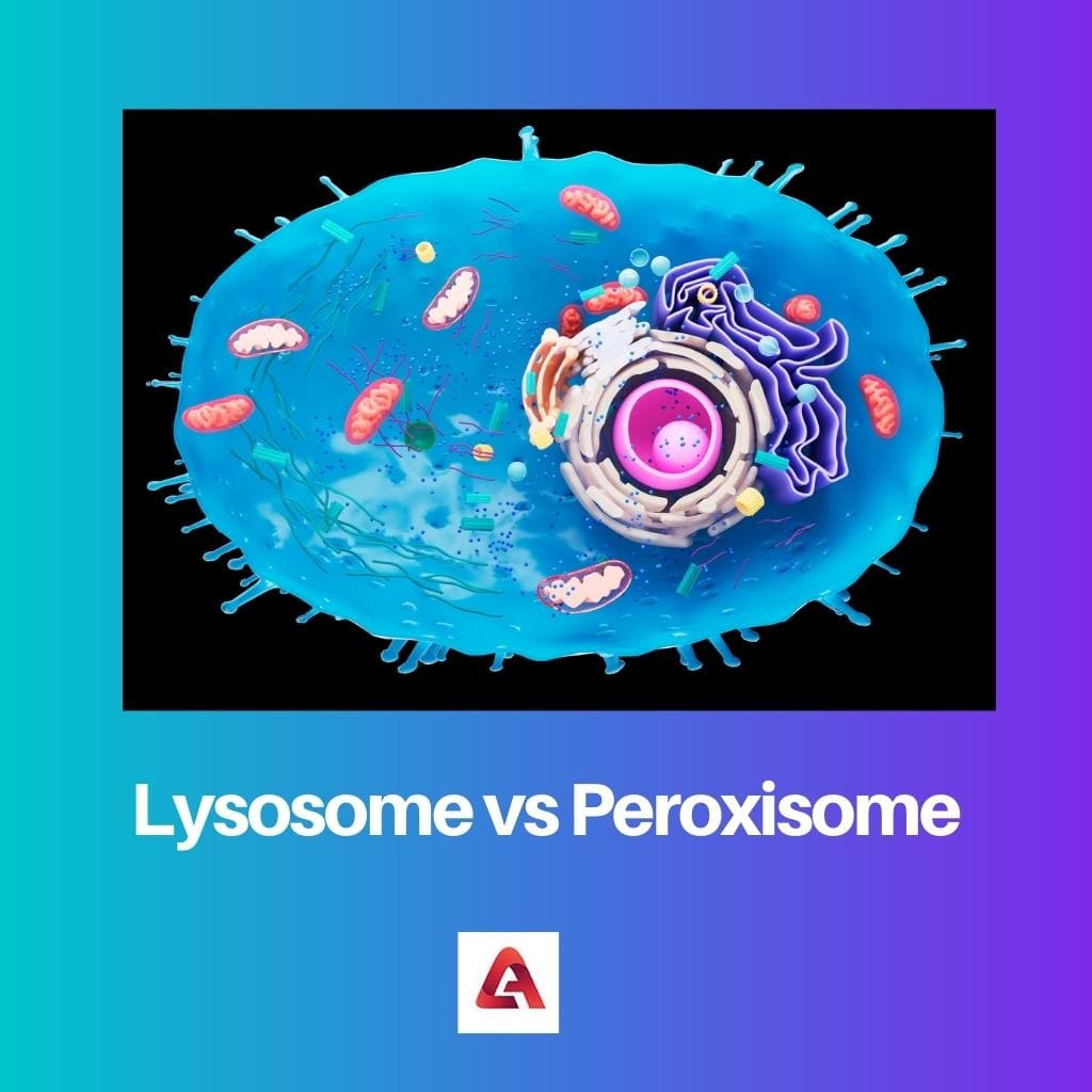 Lysosome vs