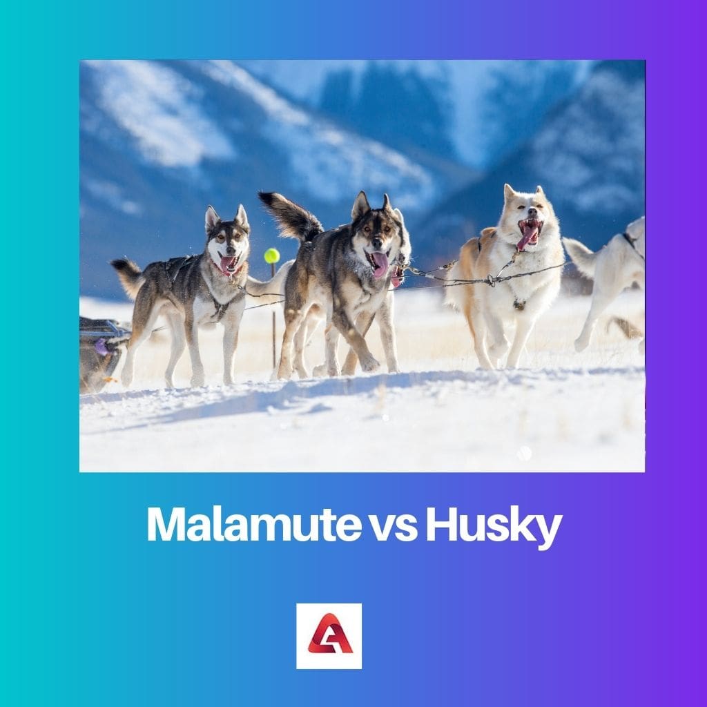 Malamute vs Husky