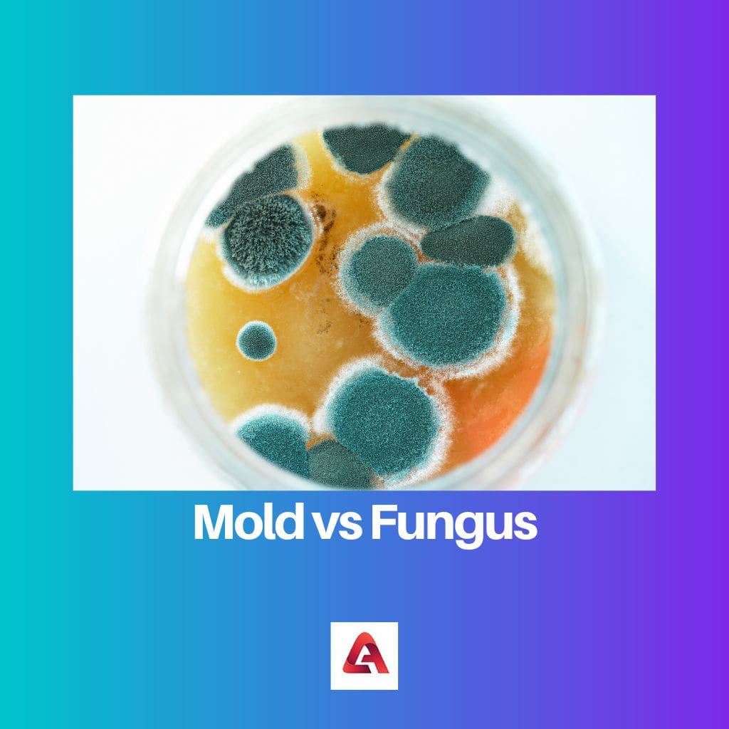 Mold vs Fungus