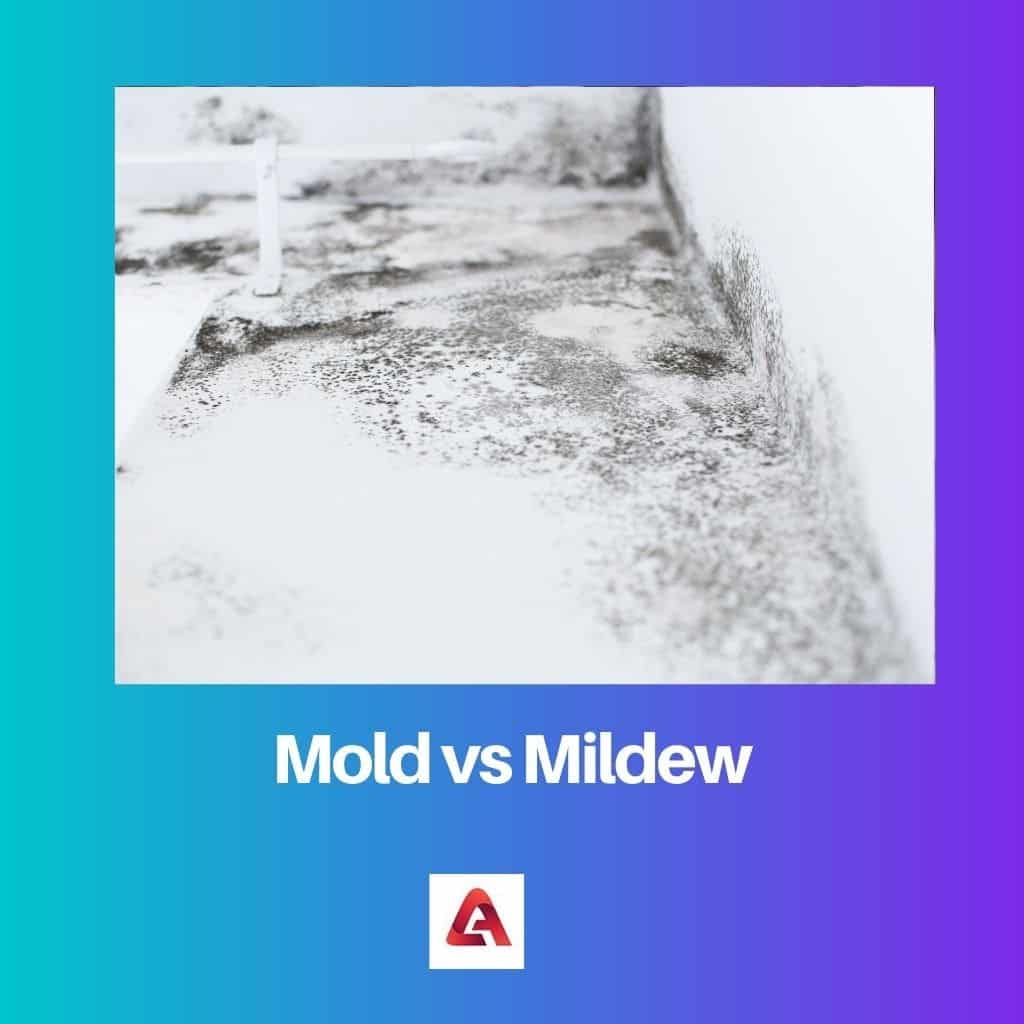 Mold Vs Mildew The Difference Between Mold And Mildew