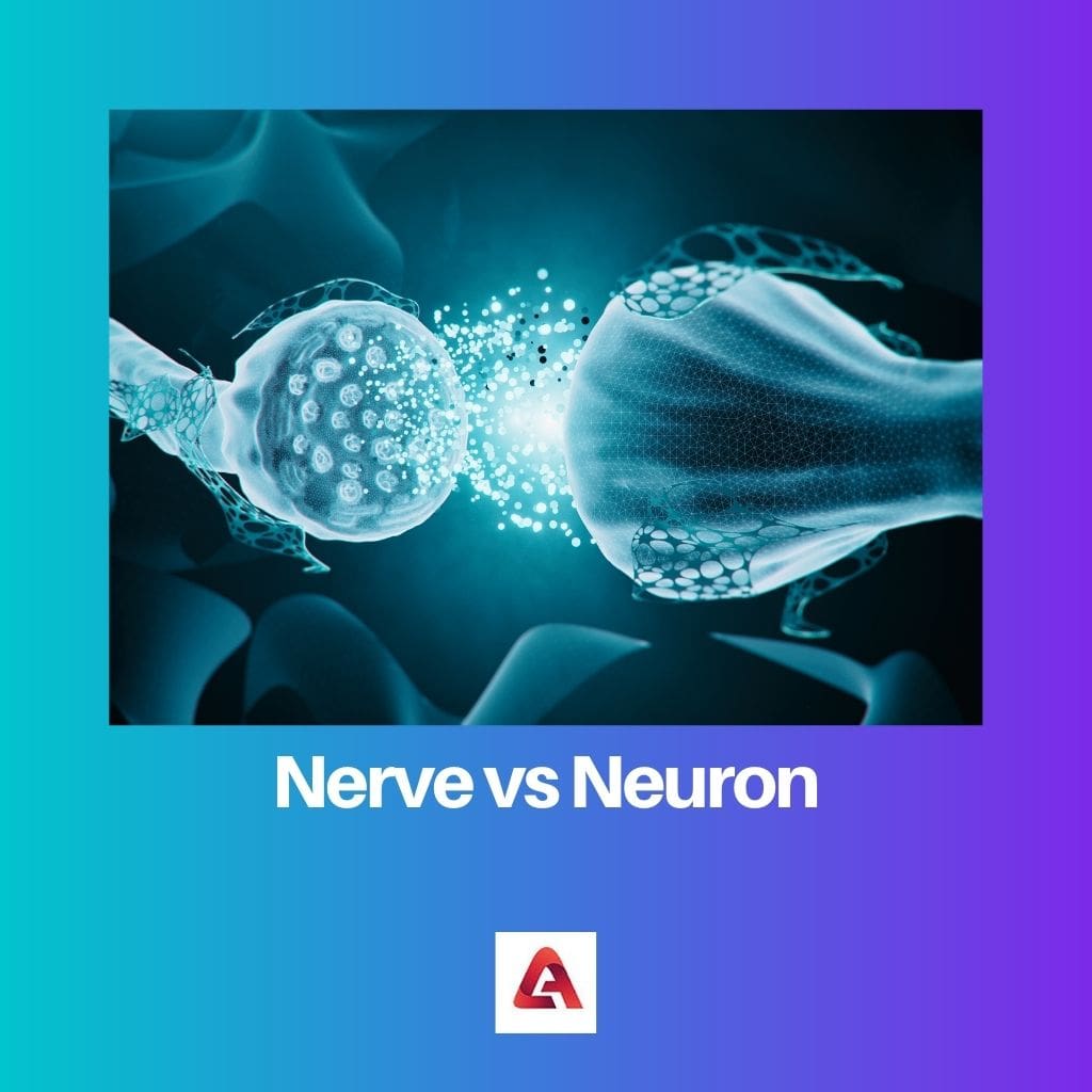 Nerve vs Neuron