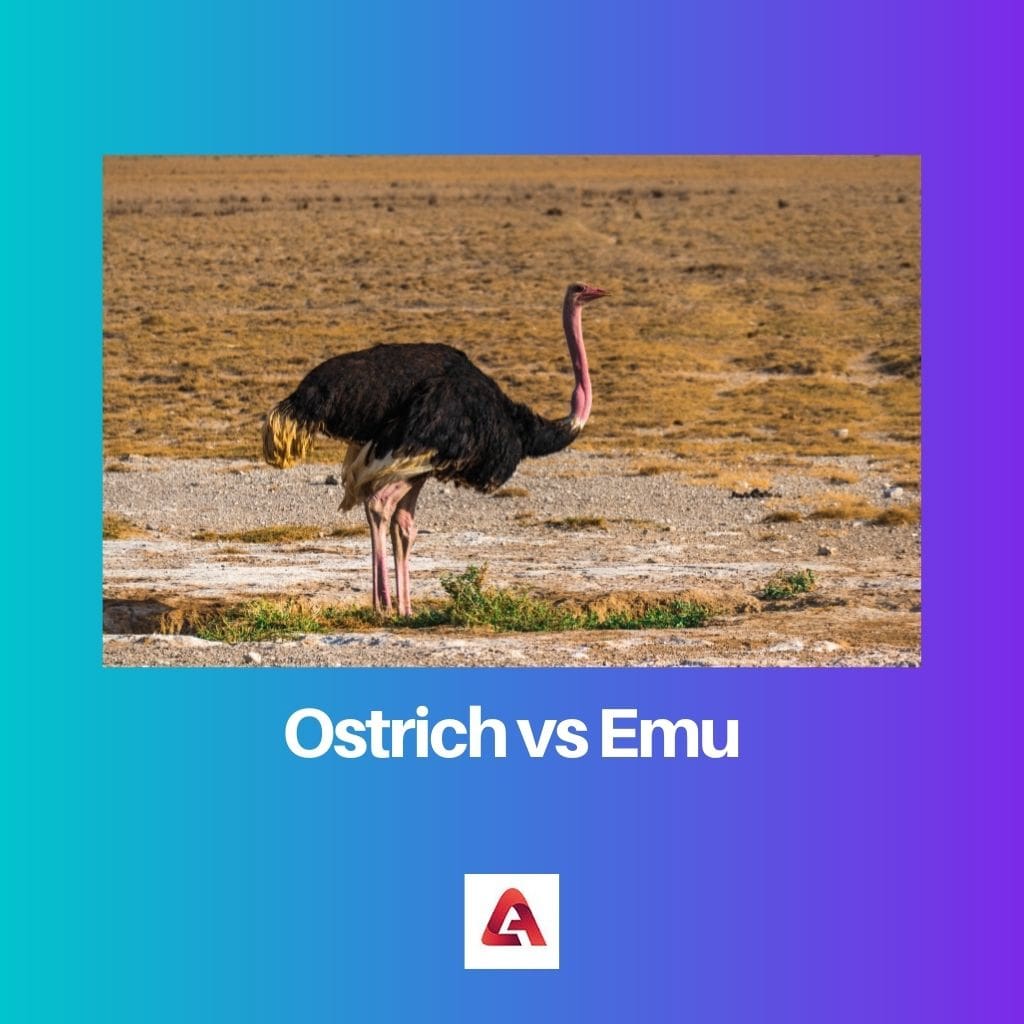Ostrich vs Emu