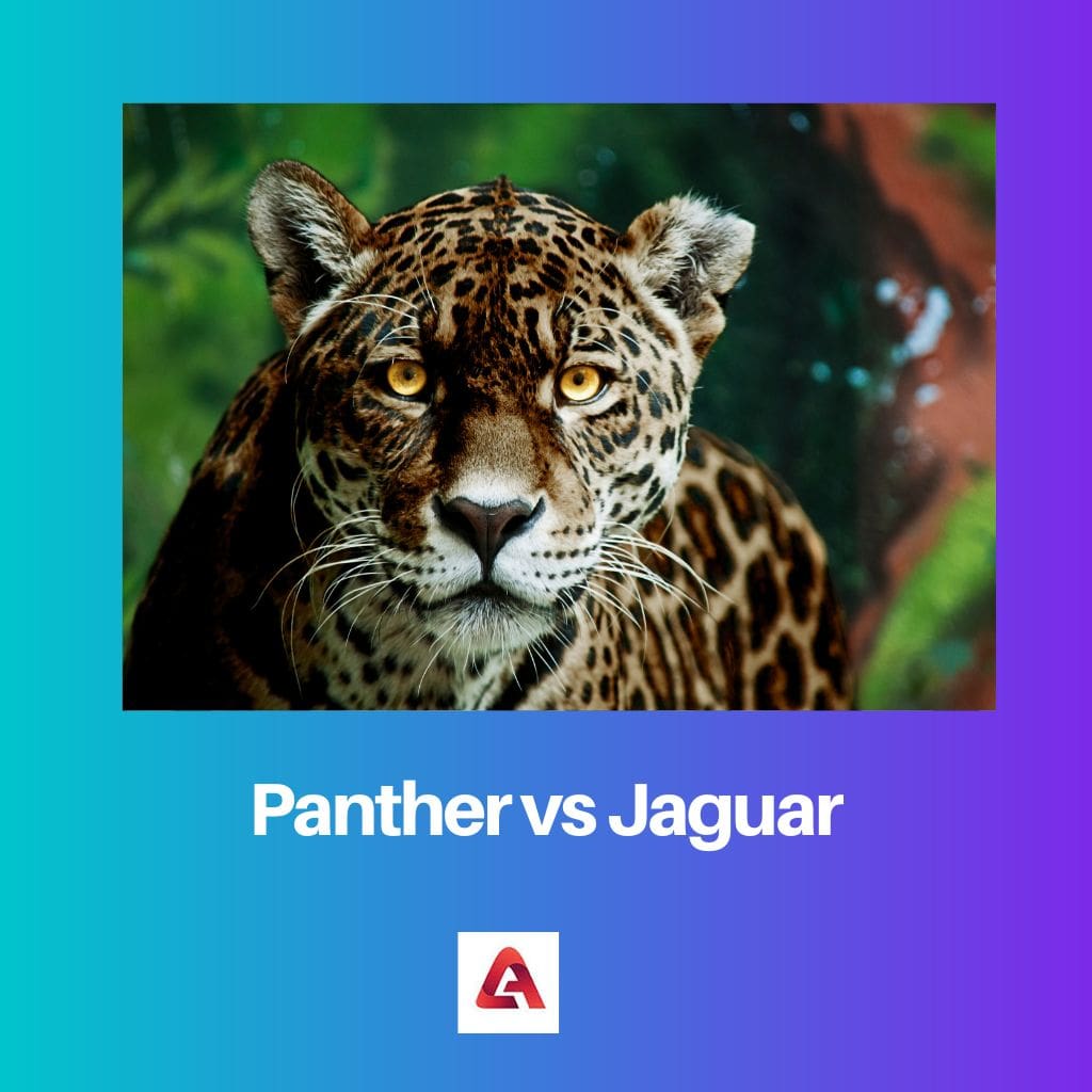 Panther vs Jaguar