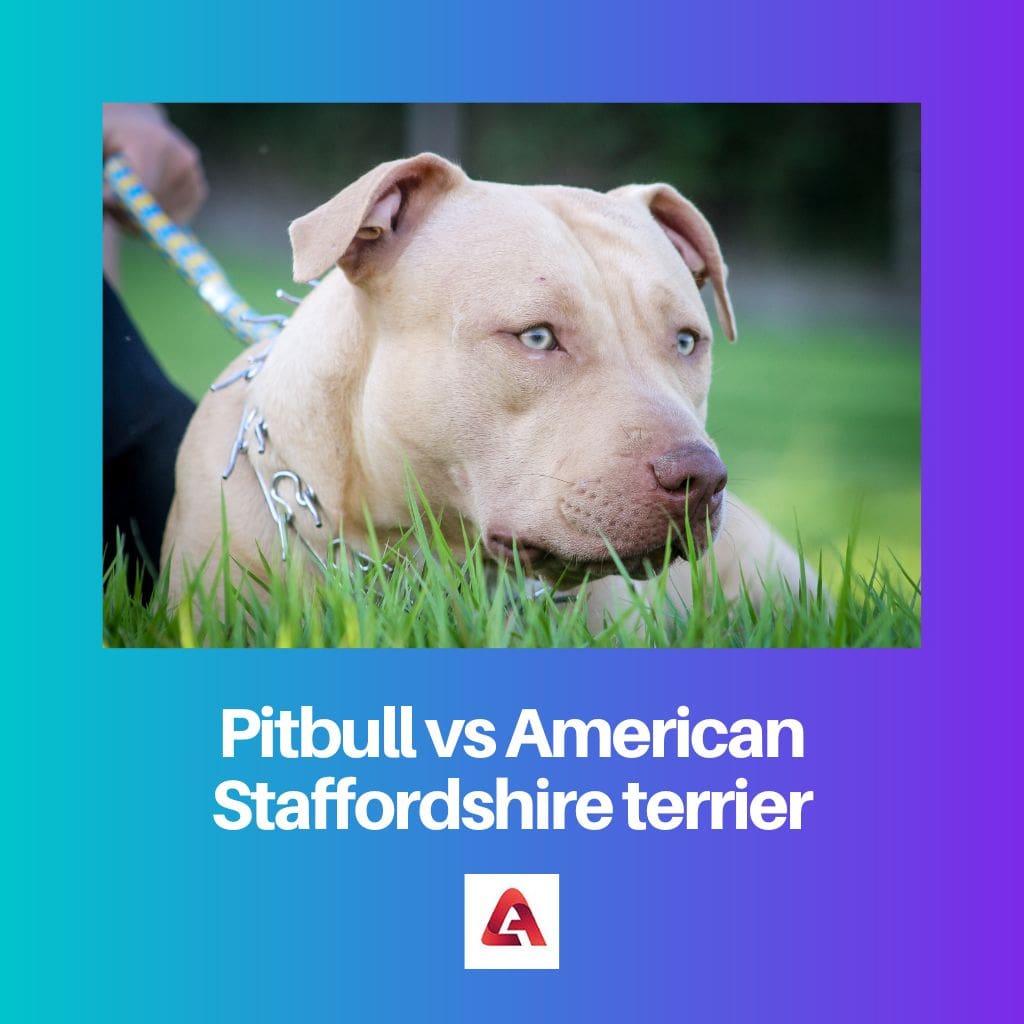 Pitbull vs American Staffordshire terrier