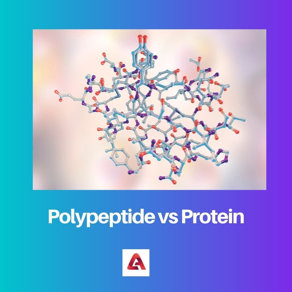 Polypeptide vs Protein