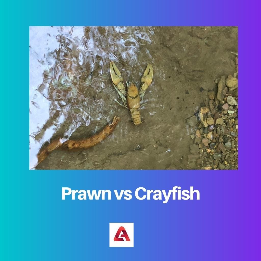 Prawn vs Crayfish