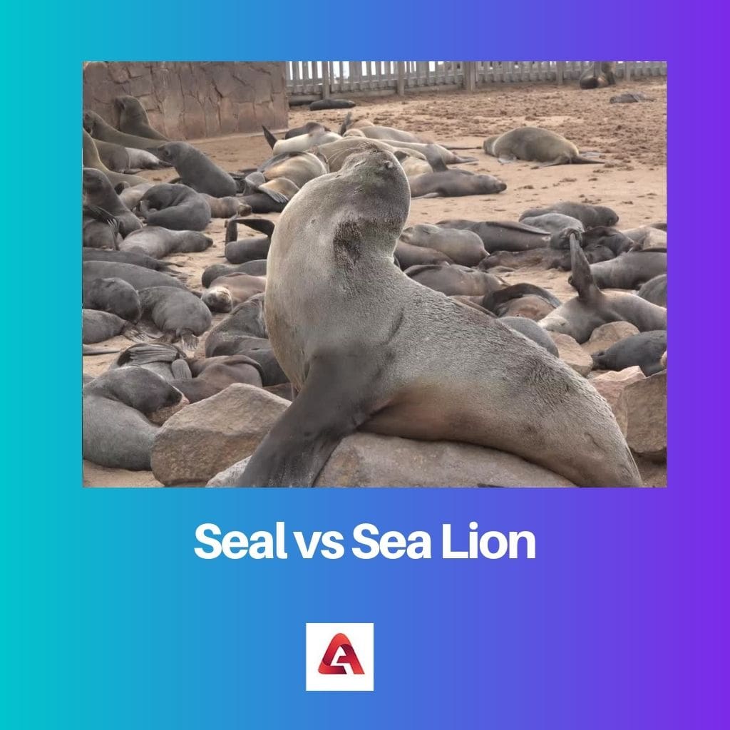 Seal vs Sea Lion