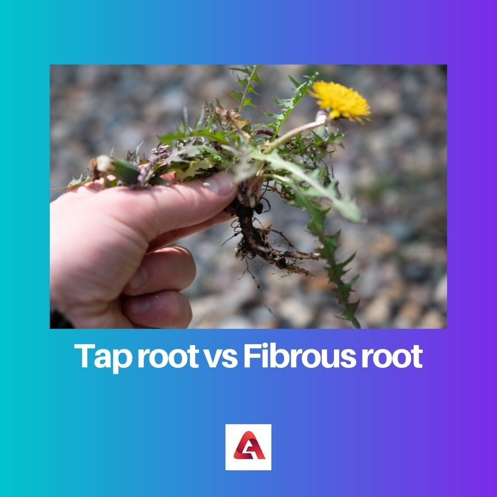 Tap root vs Fibrous root