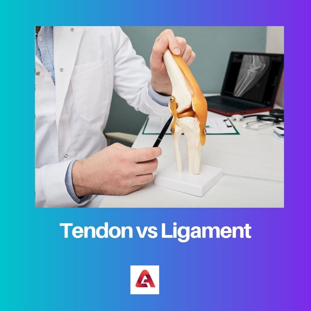 Tendon vs Ligament
