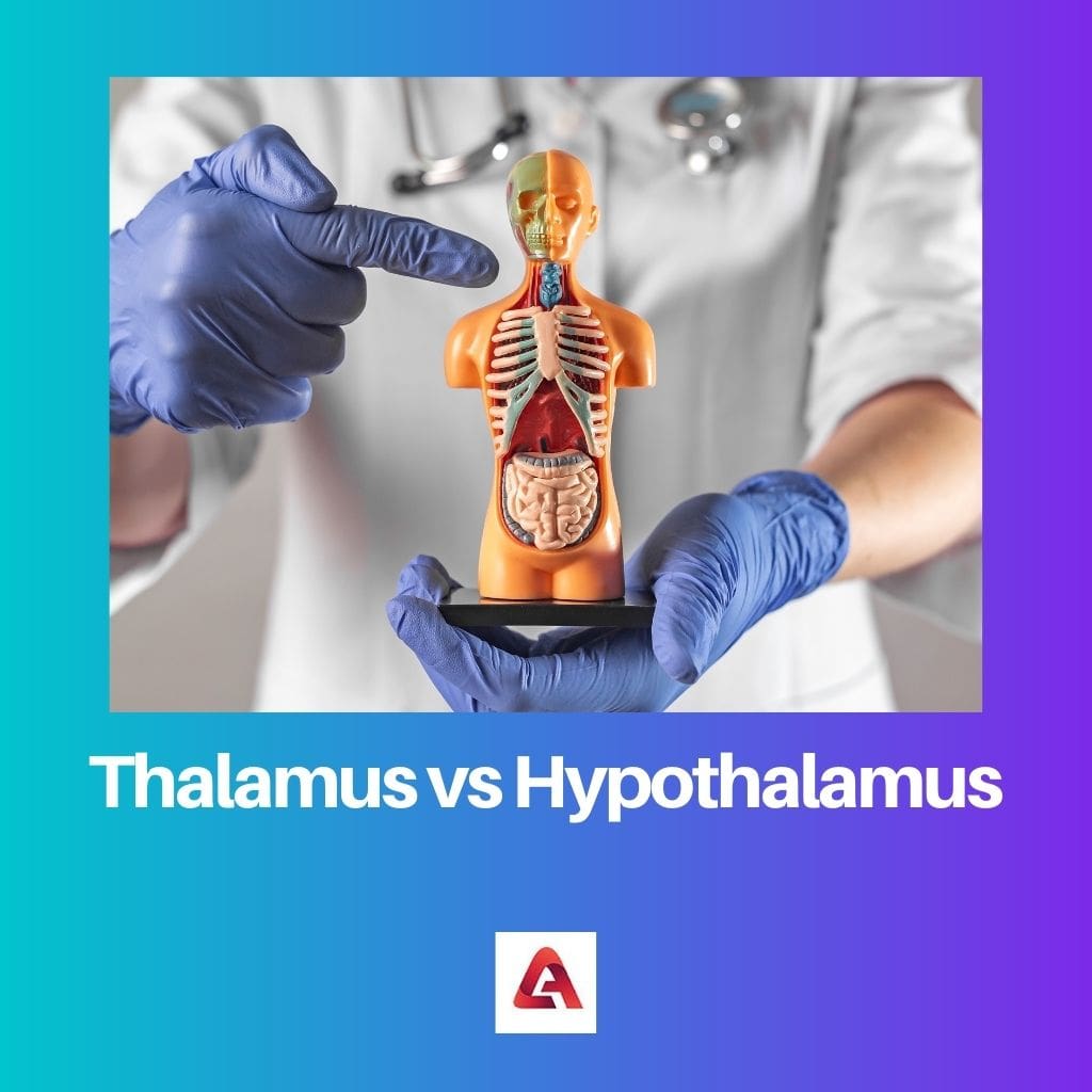 Thalamus vs Hypothalamus