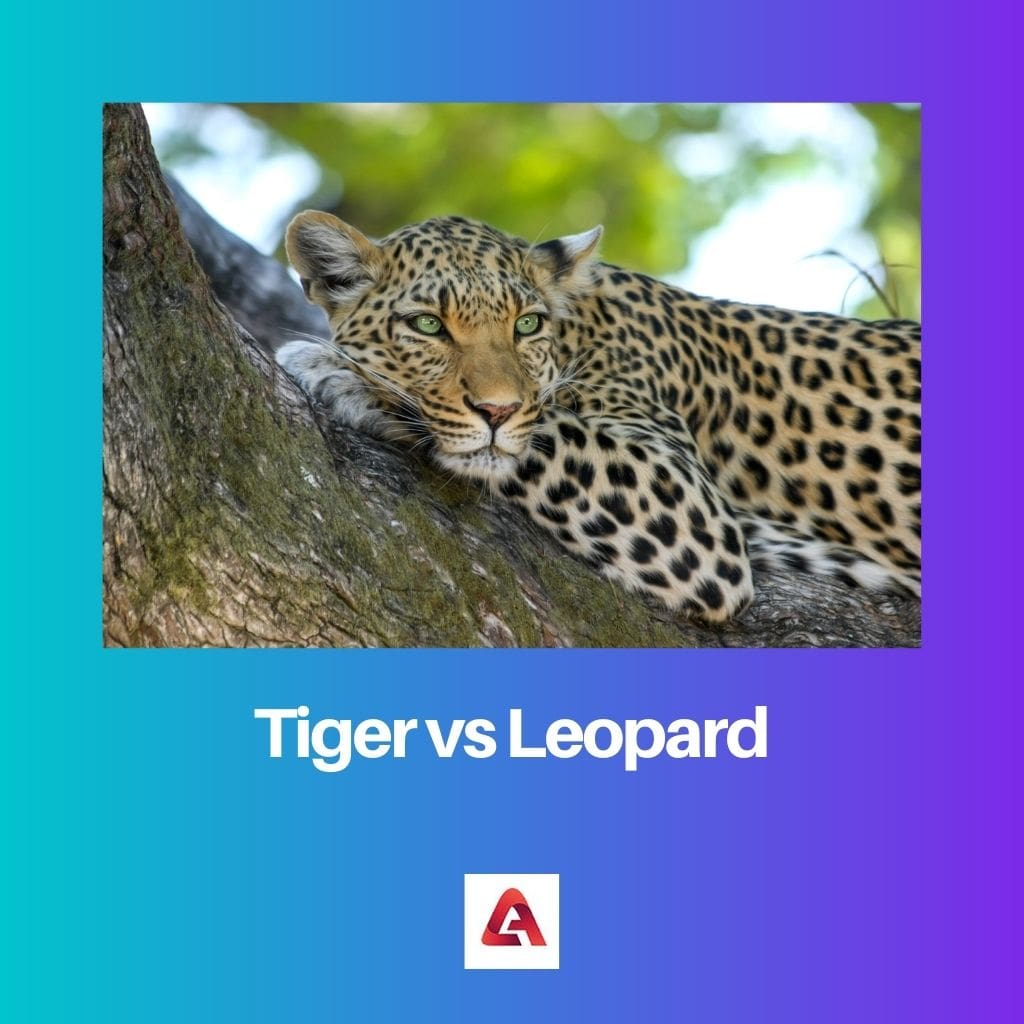 Tiger vs Leopard
