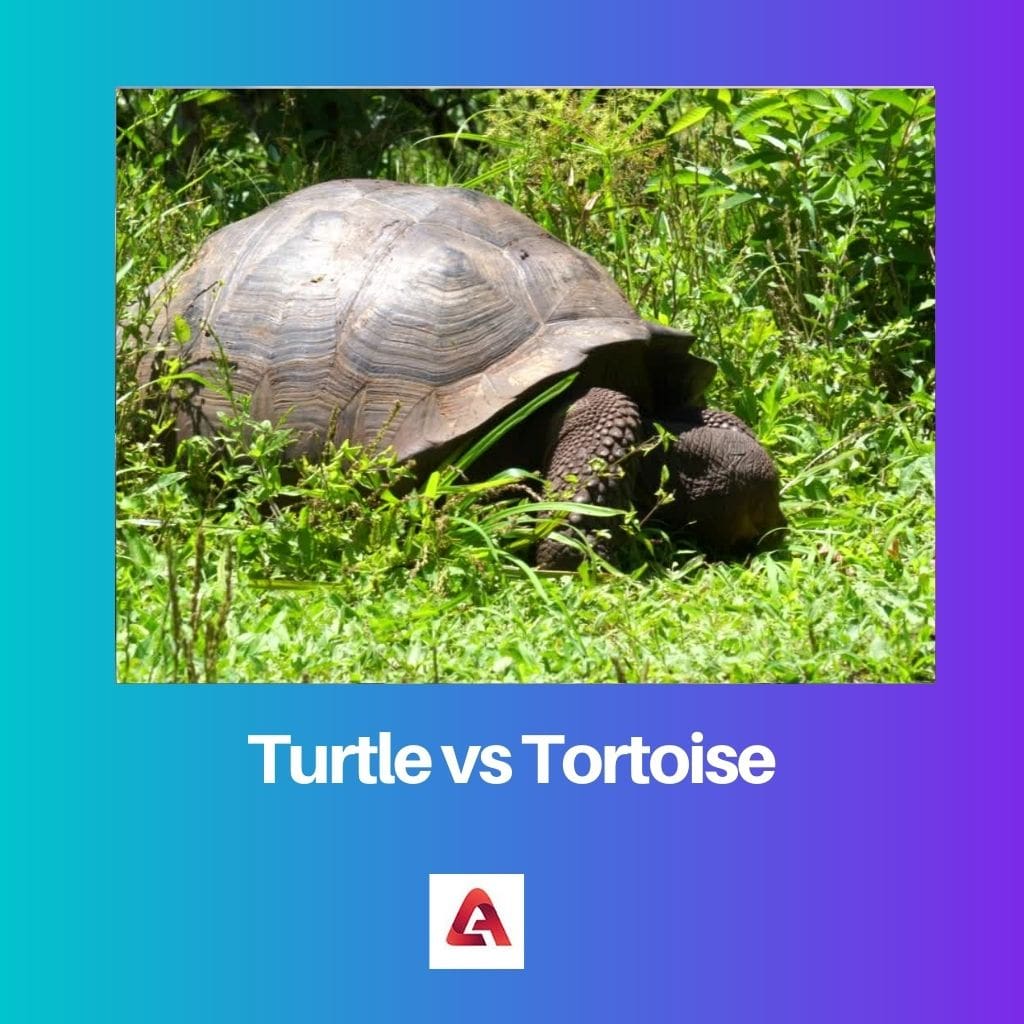 Turtle vs Tortoise