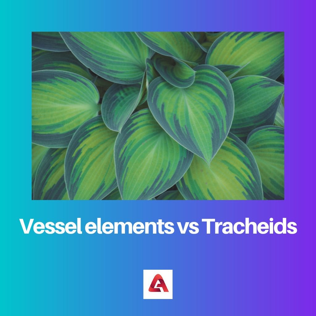Vessel elements vs Tracheids