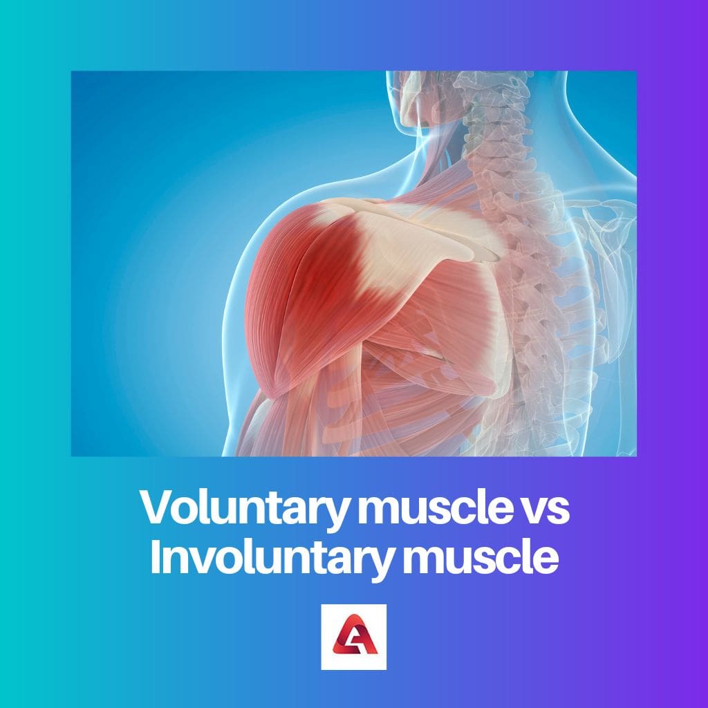 Voluntary muscle vs Involuntary muscle