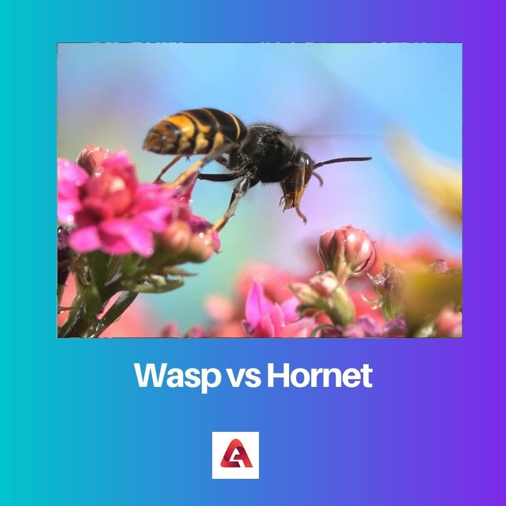 Wasp vs Hornet