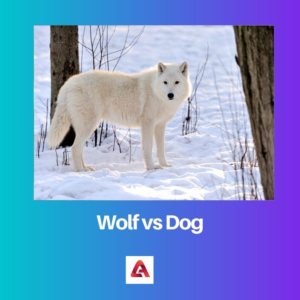 Wolf vs Dog