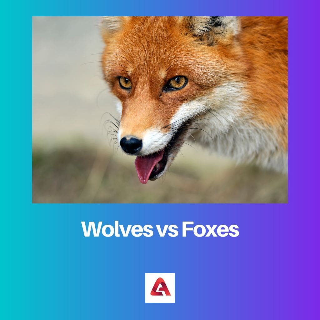 Wolves vs